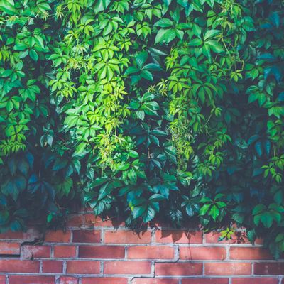 Sunlight filtering through green leaves creating patterns.